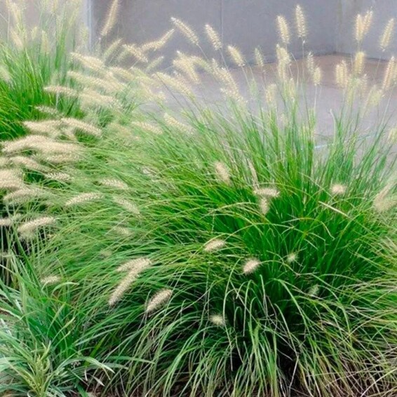 Перистощетинник лисохвостный 'Little Bunny' - 5