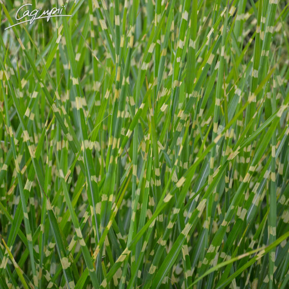 Міскантус китайський 'Strictus', C3 - - 5