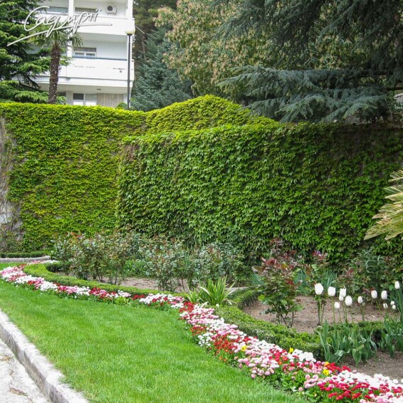 Виноград тригострокінцевий 'Veitchii' - 2