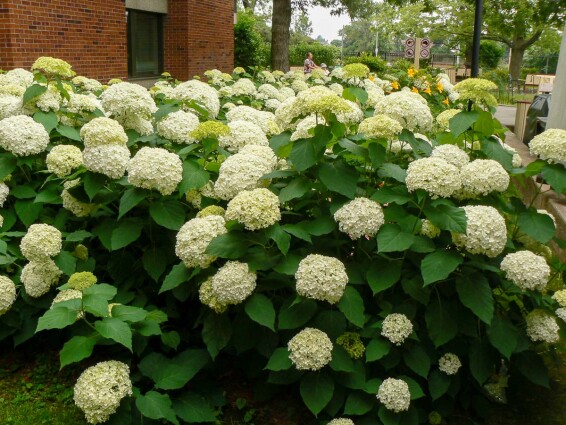 Гортензия древовидная 'Annabelle' - 5