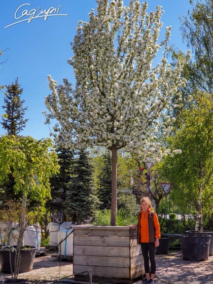 Яблуня 'John Downie' - 4