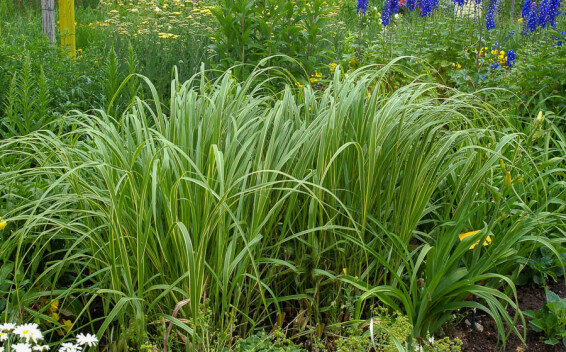 Спартина гребенчатая 'Aureomarginata' - 8