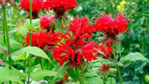 Монарда "Gardenview Scarlet": яркий цветок для вкусных чаев