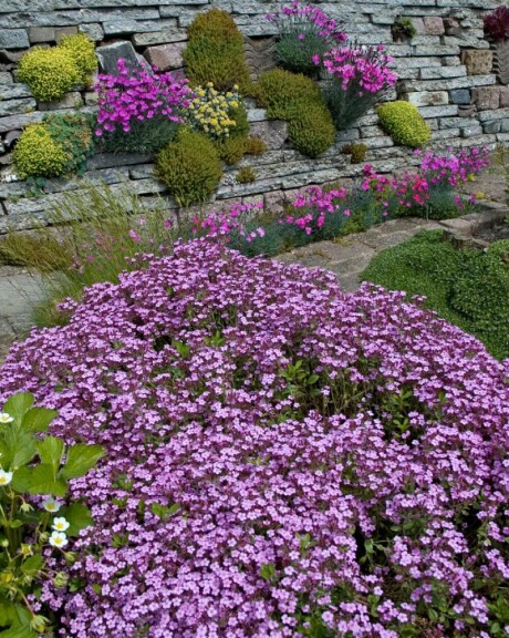 Мыльнянка базиликолистная #1, Р9 - - 2