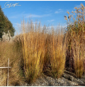Молінія очеретяна 'Transparent'