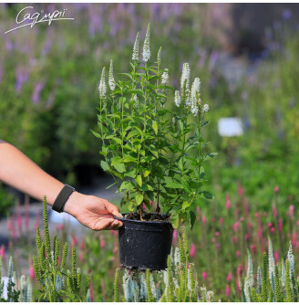 Вероніка довголиста 'White'