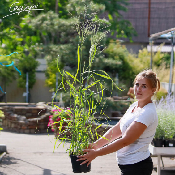 Просо вербовидне 'Strictum' - 5