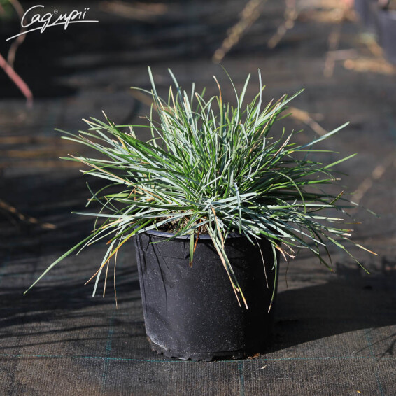 Сеслерія блакитна - 6 Сеслерія блакитна - 6