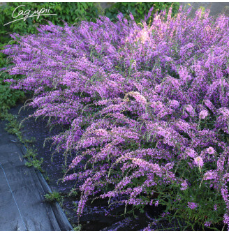 Плакун прутяний 'Dropmore Purple'