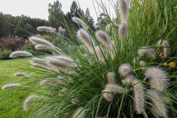 Пенісетум лисохвістний 'Hameln', p9 - - 6