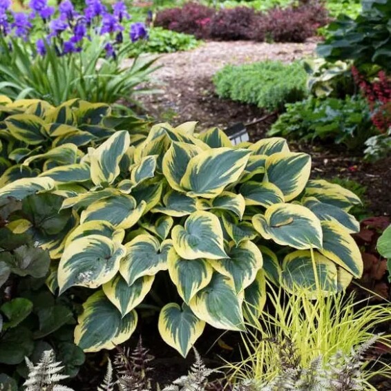 Хоста 'First Frost' - 2