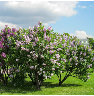 Бузок звичайний 'Krasawica Moskvy'