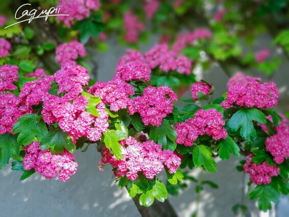 Глід колючий 'Paul`s Scarlet' #10, WRB 20--25--30 350-400 St. 1/2 - 3