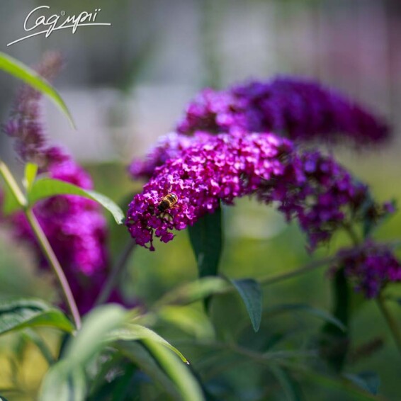 Буддлея Давида 'Royal Red' - 1