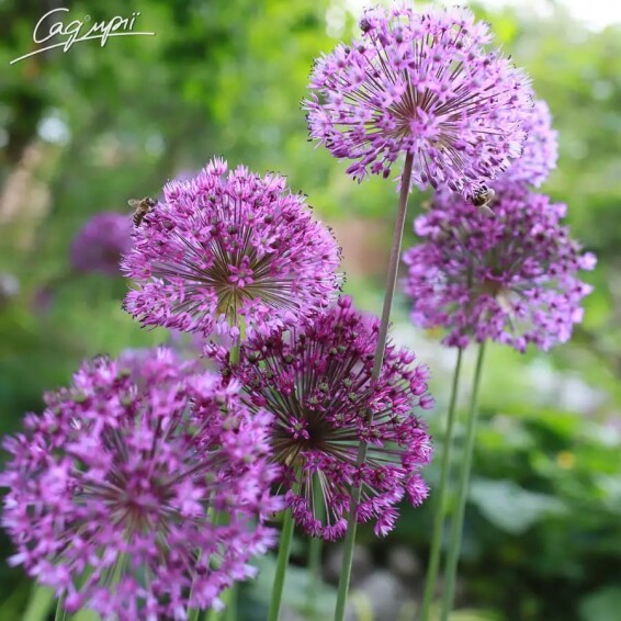 Цибуля духмяна з фіолетовими квітами - 1