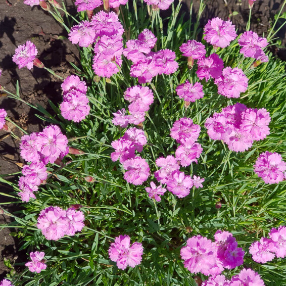 Гвоздика сірувато-блакитна 'Pink Jewel' - 5