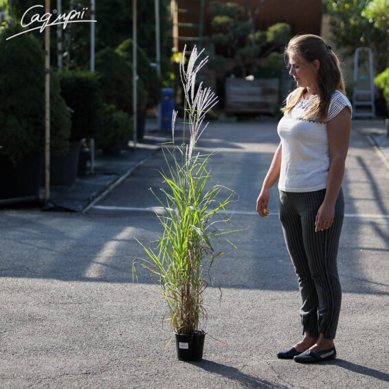 Міскантус китайський 'Purpurascens' - 5