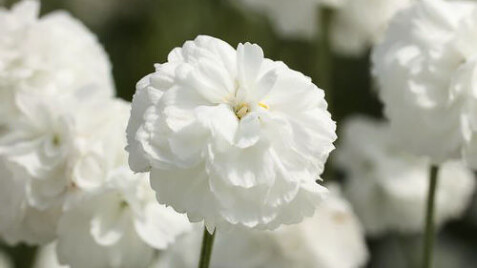 Долгожданная НОВИНКА СЕЗОНА-2024 - Тысячелистник Птармика 'Noblesse'®