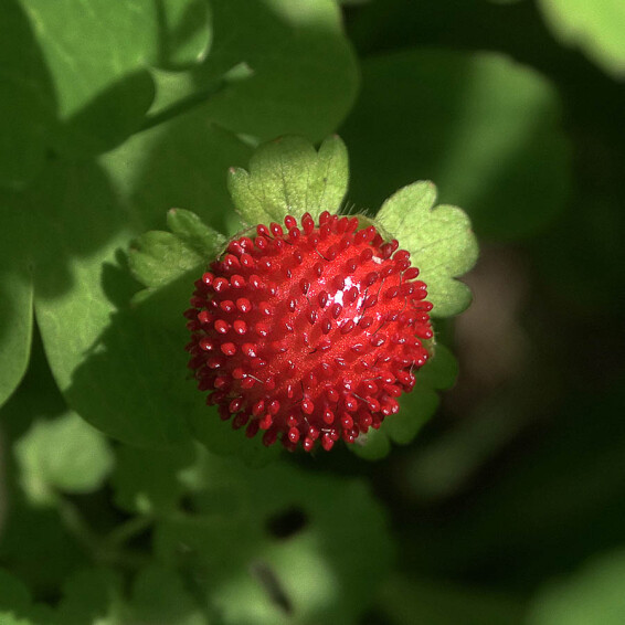 Дюшенія індійська - 1 Дюшенія індійська - 1
