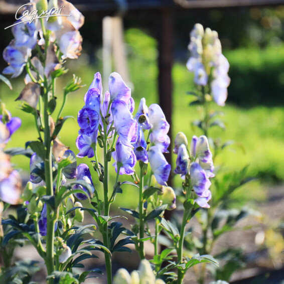 Аконіт клобучковий 'Stainless Steel' - 4