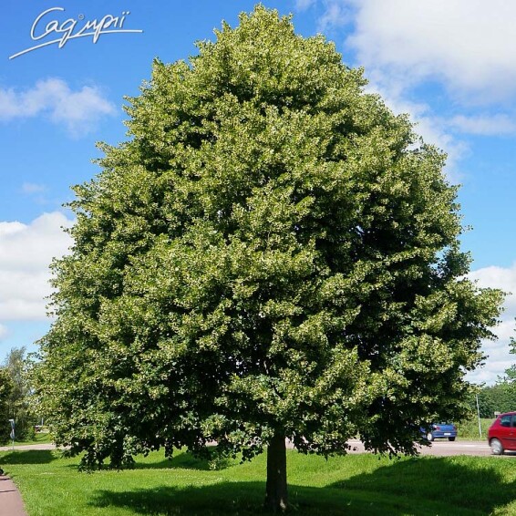 Липа крупнолистная - 2 Липа крупнолистная - 2