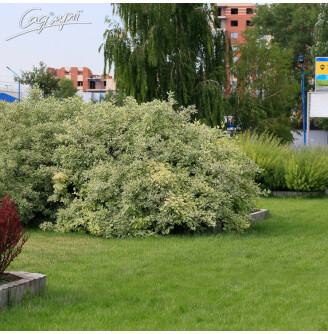 Дерен білий 'Elegantissima'