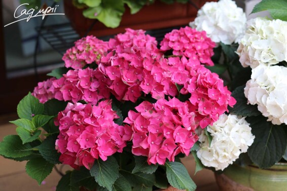 Гортензия крупнолистная 'Leuchtfeuer' #3, p9 - - 5