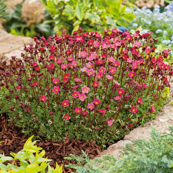 Ломикамінь Арендса 'Peter Pan' - 1 Ломикамінь Арендса 'Peter Pan' - 1