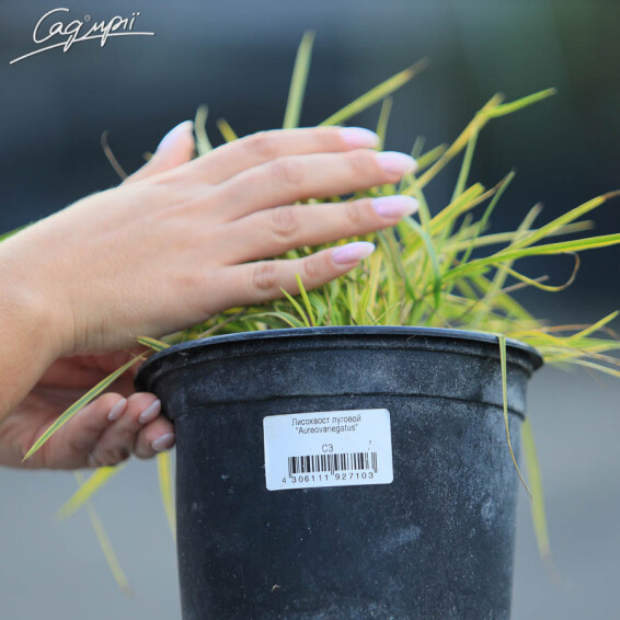 Лисохвіст луговий 'Aureovariegatus' - 6