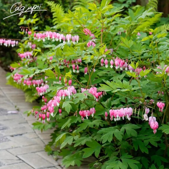 Дицентра великолепная - 5 Дицентра великолепная - 5