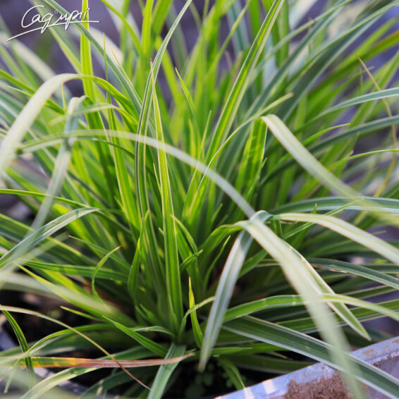 Осока охіменська 'Evergold' - 4