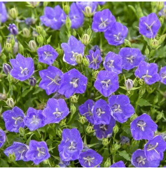 Дзвоник карпатський