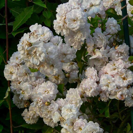 Троянда грунтопокривна 'Swany' - 3 Троянда грунтопокривна 'Swany' - 3