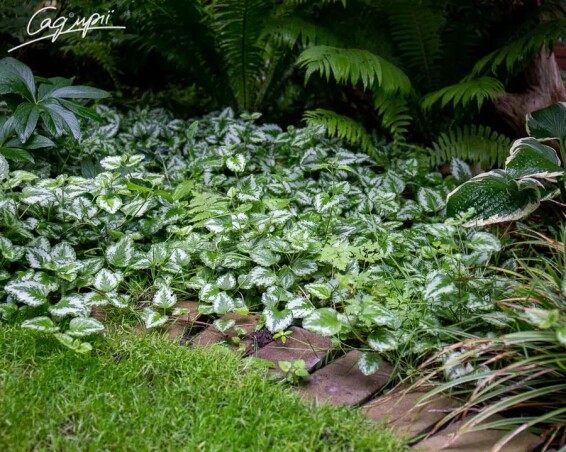 Яснотка крапчатая, C3 - - 3