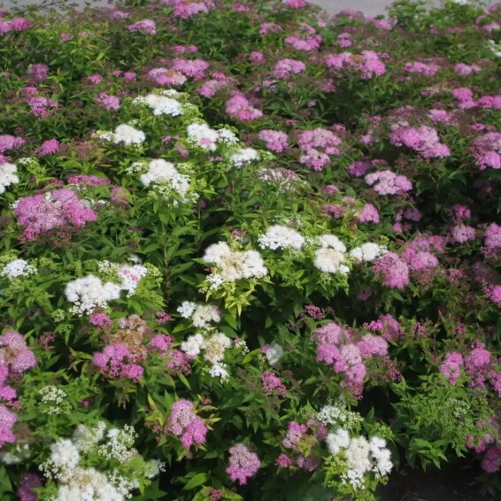 Спирея японская 'Shirobana' - 3 Спирея японская 'Shirobana' - 3