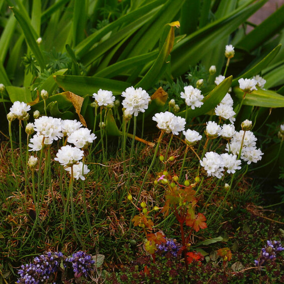 Армерія приморська 'Alba' - 2 Армерія приморська 'Alba' - 2