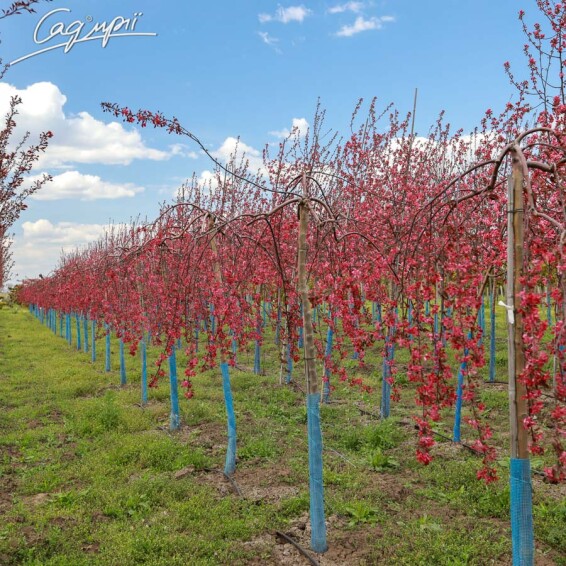 Яблоня плакучая 'Royal Beauty' - 1