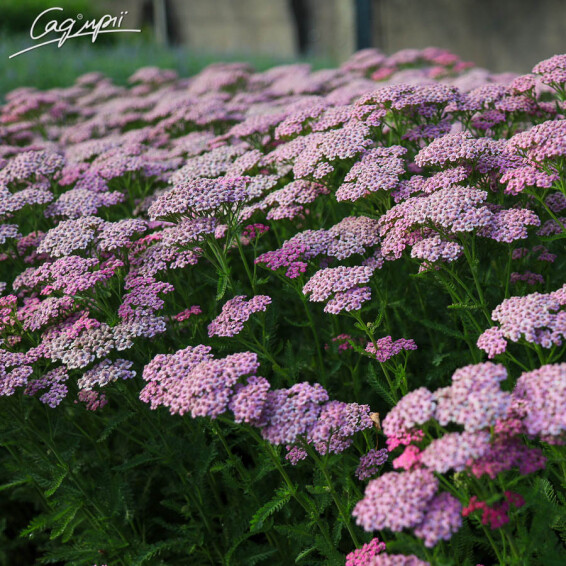 Тысячелистник гибридный 'Tutti Frutti 'Pink Grapefruit' ®' - 3 Тысячелистник гибридный 'Tutti Frutti 'Pink Grapefruit' ®' - 3