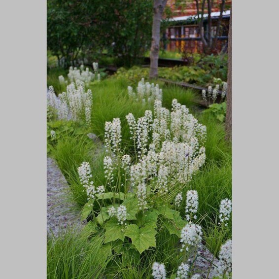 Тиарелла сердцелистная - 3