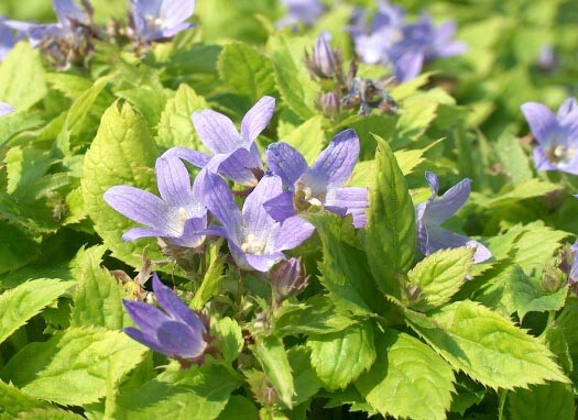 Дзвоник молочноквітковий 'Pouffe' - 1 Дзвоник молочноквітковий 'Pouffe' - 1