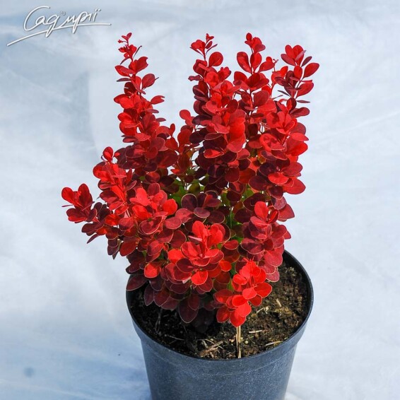 Барбарис Tунберга 'Atropurpurea' #3, C3 40-50 - 3