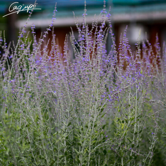 Перовскія лебедолистна - 4 Перовскія лебедолистна - 4