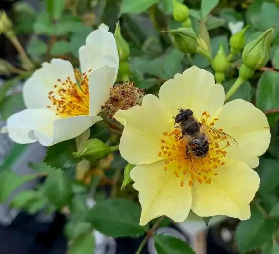 Роза бордюрная 'Bee Gold'®, С3 - - 1