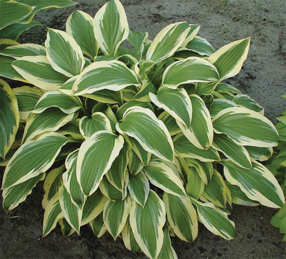 Хоста 'Yellow Splash Rim' - 1