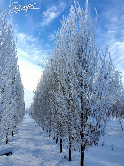 Граб звичайний 'Fastigiata' #2, С25 - 250-300 - - 1