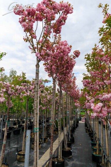 Сакура мелкопильчатая 'Kanzan' #21, WRB 35--40 400-450 St. 200-225 - 4