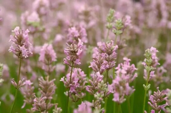 Лаванда вузьколиста 'Rozea' - 8 Лаванда вузьколиста 'Rozea' - 8