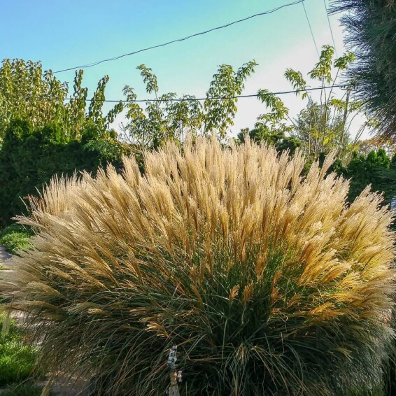 Міскантус 'Silberspinne', C3 - - 3