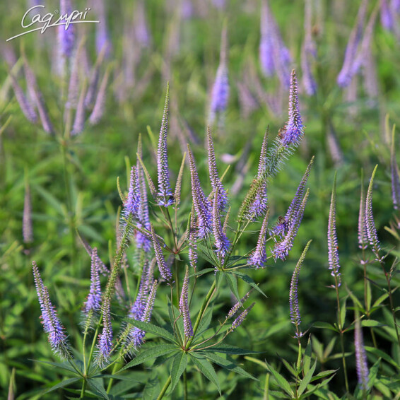 Вероникаструм виргинский 'Fascination' - 4 Вероникаструм виргинский 'Fascination' - 4