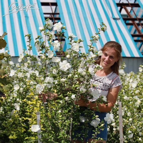 Гибискус сирийский 'White Chiffon' - 6